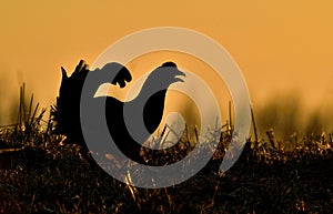 Close up Portrait of a lekking black grouse (Tetrao tetrix) Sunrise