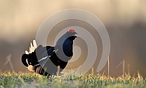 Close up Portrait of a lekking black grouse (Tetrao tetrix) Sunrise