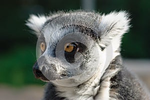 Close-up portrait of lemur catta