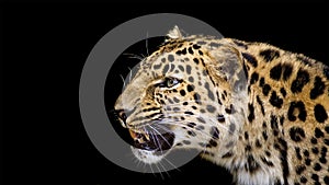 Close up portrait of a leopard isolated on a black background with room for text