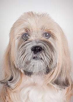 Close up portrait of lhasa apso dog