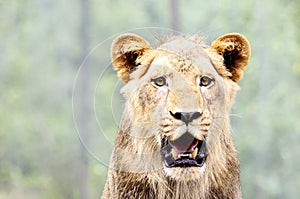 Close-up portrait of lion