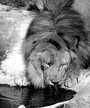 Close up portrait of lion drinking water from pool