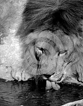 Close up portrait of lion drinking water from pool