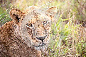 Close-up portrait of a lion. Female lion in the grass of the African savannah.Watchful gaze, Africa, Kenya
