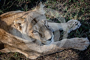 Close-up portrait of a lioness. She lies on the grass and looks at the camera. View from above.