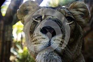 Close up portrait of lioness. Predator face to face with camera.