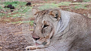 Close-up portrait of a lioness resting carefree