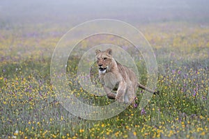 Close-up portrait of a lioness running  in a foggy morning