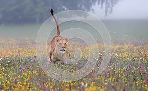 Close-up portrait of a lioness running  in a foggy morning