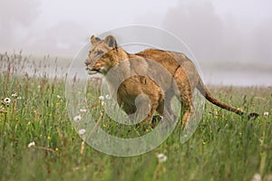 Close-up portrait of a lioness running in a foggy morning through a savanna.