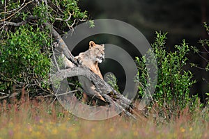 Close-up portrait of a lioness on a sunny savannah.