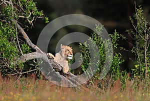 Close-up portrait of a lioness on a sunny savannah.