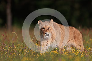 Close-up portrait of a lioness on a sunny savannah.