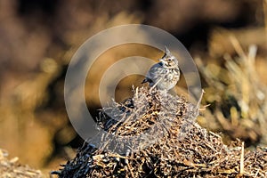 Close-up portrait of little  Crested lark in natural habitat