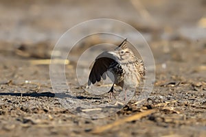 Close-up portrait of little  Crested lark in natural habitat