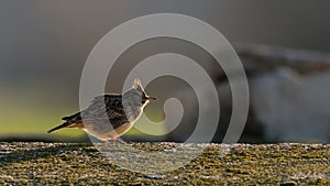 Close-up portrait of little  Crested lark in natural habitat