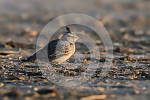 Close-up portrait of little  Crested lark in natural habitat