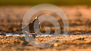 Close-up portrait of little  Crested lark in natural habitat