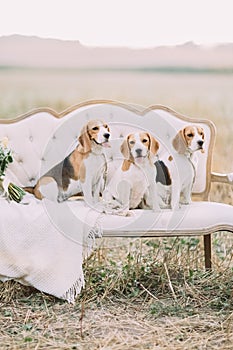 Close-up portrait of the little cute dogs in the brown dots sitting on the white vintage sofa among the field.