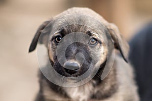 Close-up portrait of little homeless puppy in handmade aviary made by volunteers waiting for family to adopt dog. Small homeless