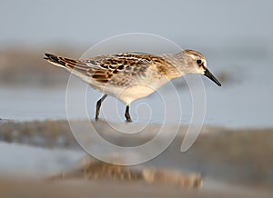 Close up portrait of little stint walk on the water