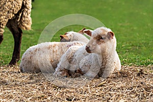 Close-up portrait of a little white and brown lamb with a cute face sitting on straw on a green meadow