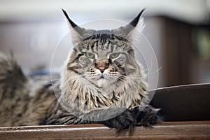 Close up portrait of liyng cat of maine coon breed. Big and fluffy domestic kitten with green eyes and expressive harsh look, tig