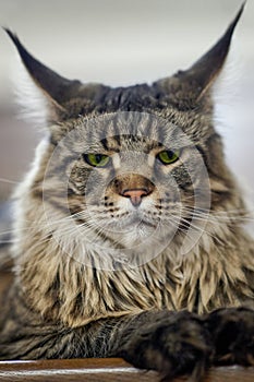 Close up portrait of liyng cat of maine coon breed. Big and fluffy domestic kitten with green eyes and expressive harsh  look, tig