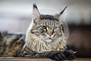 Close up portrait of liyng cat of maine coon breed. Big and fluffy domestic kitten with green eyes and expressive look, tiger stri