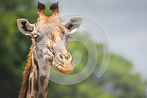 Close-up portrait of a lonely giraffe in Serengeti National Park Tanzania. Travel and safari concept