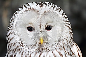 Close-up portrait of long-tailed tawny owl