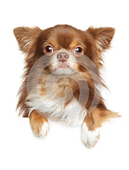 Close-up portrait of a Longhaired Chihuahua dog photo