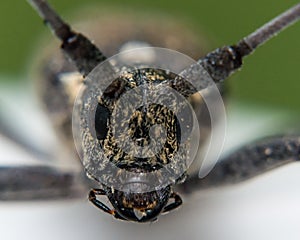 Close Up Portrait of Longhorn Beetle Face