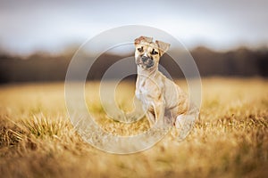 Close up, portrait of lovely, cute puppy dog enjoying outside, animal concept