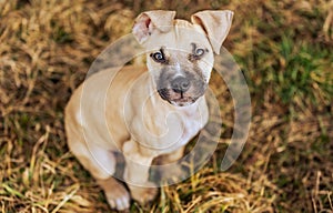 Close up, portrait of lovely, cute puppy dog enjoying outside, animal concept