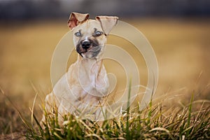 Close up, portrait of lovely, cute puppy dog enjoying outside, animal concept