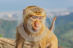 Close-up portrait of Macaca leonina Northern Pig-tailed Macaque on the wooden branch. Thailand