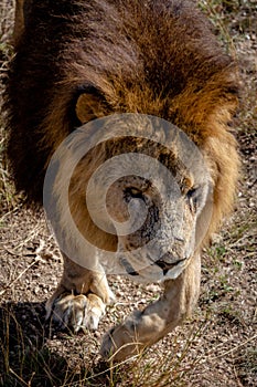 Close-up portrait of a magnificent lion. The lion looks to the side, filmed from above.