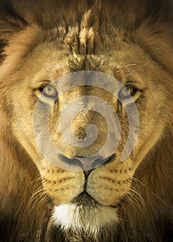 Close Up Portrait Of A Majestic Lion King of Beast photo