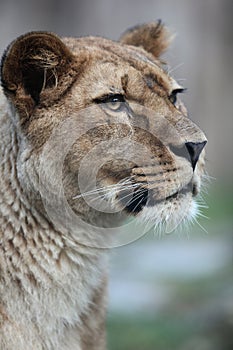 Close-up portrait of a majestic lioness