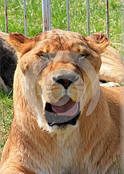 Close-up Portrait of a Majestic Lioness Yawning in the Wild Savanna, Capturing the Raw Beauty and Grace of Wildlife, with a Soft