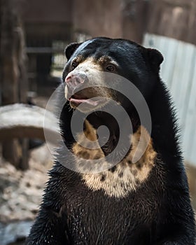 Malayan sun bear.