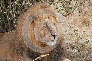 Close up portrait of a male African lion