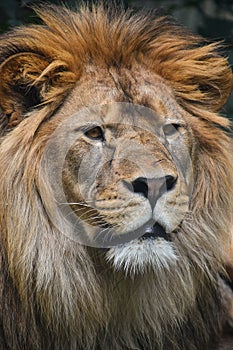 Close up portrait of male African lion