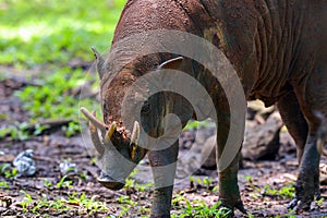 Close up portrait of a male deer-pigs