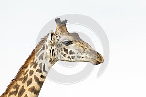 Close up portrait of male giraffe face isolated on white background in Masai Mara in Kenya