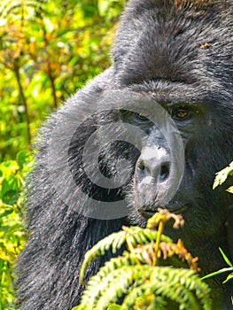 Close-up portrait of male gorilla in the jungle.
