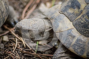 Close-up portrait of a male Hermann`s tortoise
