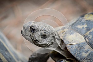 Close-up portrait of a male Hermann`s tortoise